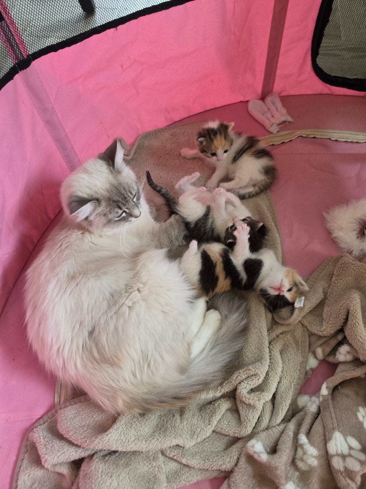 Prachtige langharige kittens, Meerdere dieren, Ontwormd, 0 tot 2 jaar