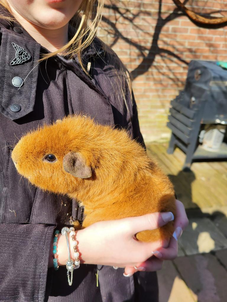 2 rexbeharing cavia’s (+hok), Cavia, April, Mannelijk, Tam