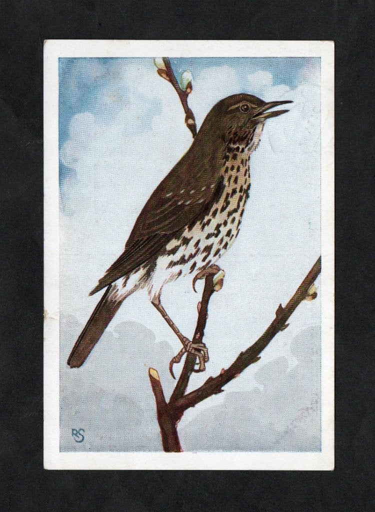 Groote Lijster Turdus Viscivorus Zingend op Tak 1941., Ophalen of Verzenden, 1940 tot 1960, Gelopen, Vogel