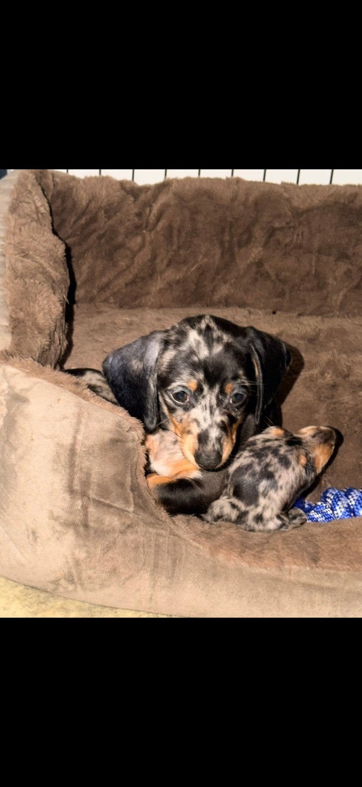 Kanichen teckel 1 teefje 1 reutje beschikbaar, Dieren en Toebehoren, Honden | Teckels en Dashonden, Kaninchen, Parvo, 8 tot 15 weken