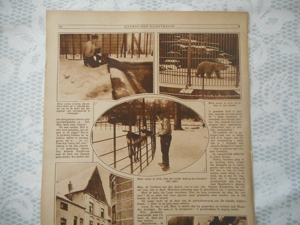 Artis. Winter. Rendier. IJsbeer. Zeehond. 1925., Verzamelen, Ophalen of Verzenden, 1920 tot 1940, Nederland, Knipsel(s)