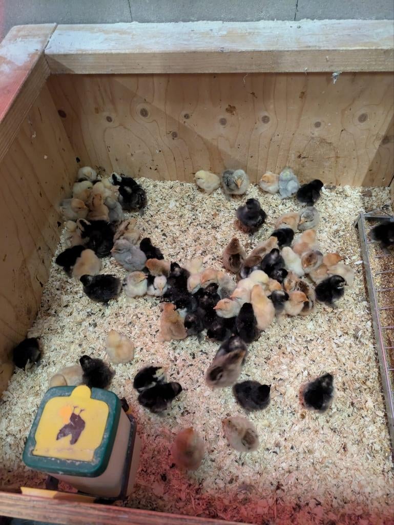 Jonge kuikens cocin kriel hennen. Deze week uitgekomen, Dieren en Toebehoren, Vrouwelijk, Kip
