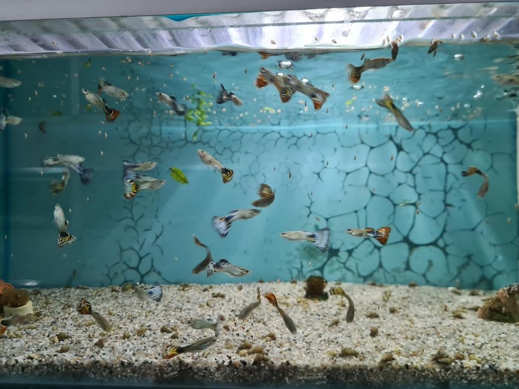 Guppen mannen en vrouwen, Poecilia Reticulata, Gup, Guppy, Vis, Zoetwatervis