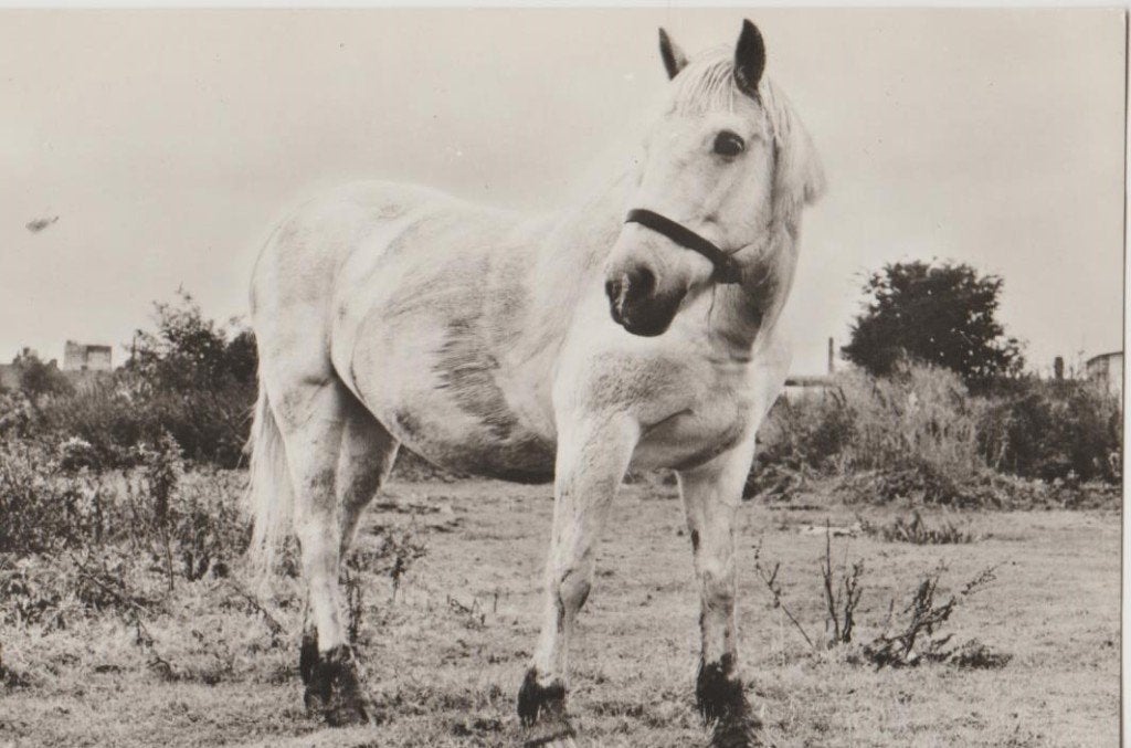 Soest (U) Rusthuis v. paarden - Zippy 1971, Ophalen, 1960 tot 1980, Ongelopen, Utrecht