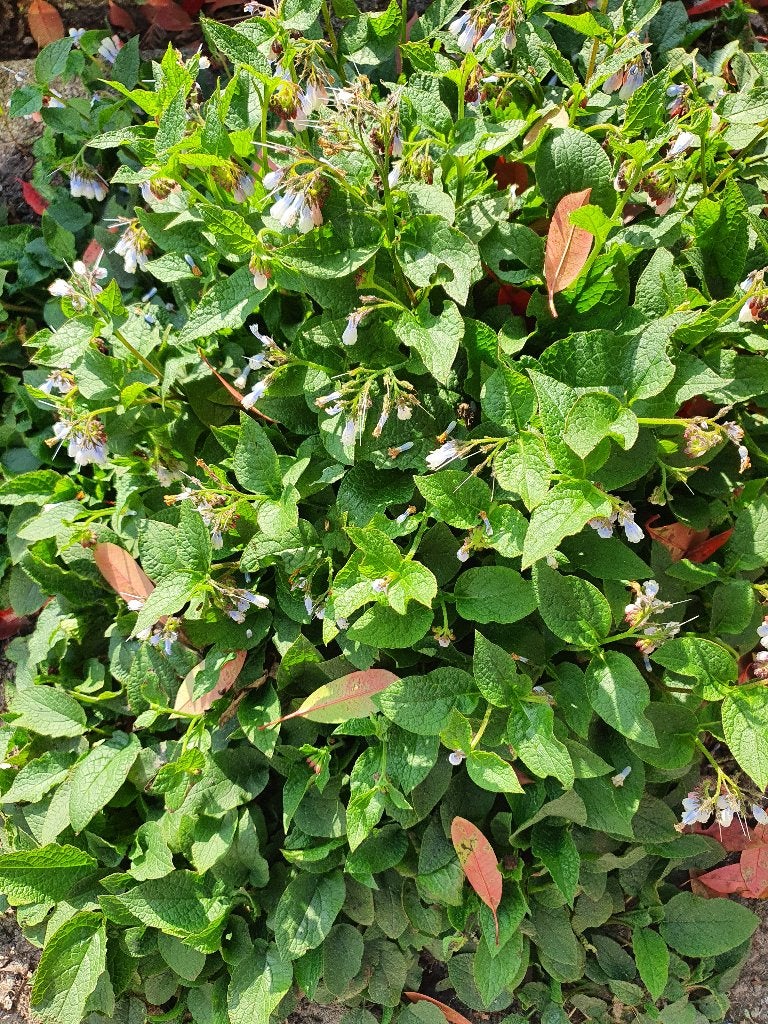 20 Symphytum 'Wisley Blue' bodembedekker € 50, Bodembedekkers, Vaste plant, Ophalen of Verzenden, Halfschaduw