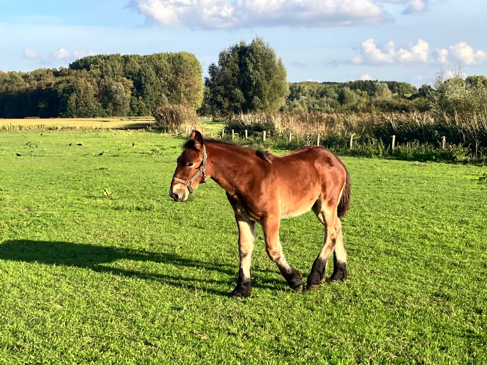 Belgisch Trekpaard Veulen, Dieren en Toebehoren, Hengst, Niet van toepassing, Minder dan 160 cm, 0 tot 2 jaar