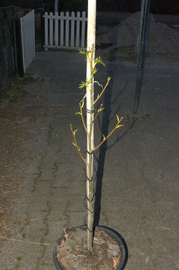 Amberboom (liquidambar styraciflua 'worplesdon'), Overige soorten, Lente, Minder dan 100 cm, Ophalen
