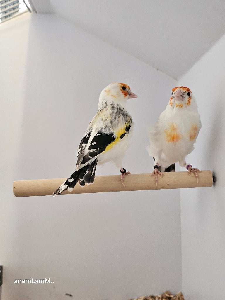 Majoorputters | Witkeel bont agaat | 2025, Meerdere dieren, Wildzangvogel, Geringd