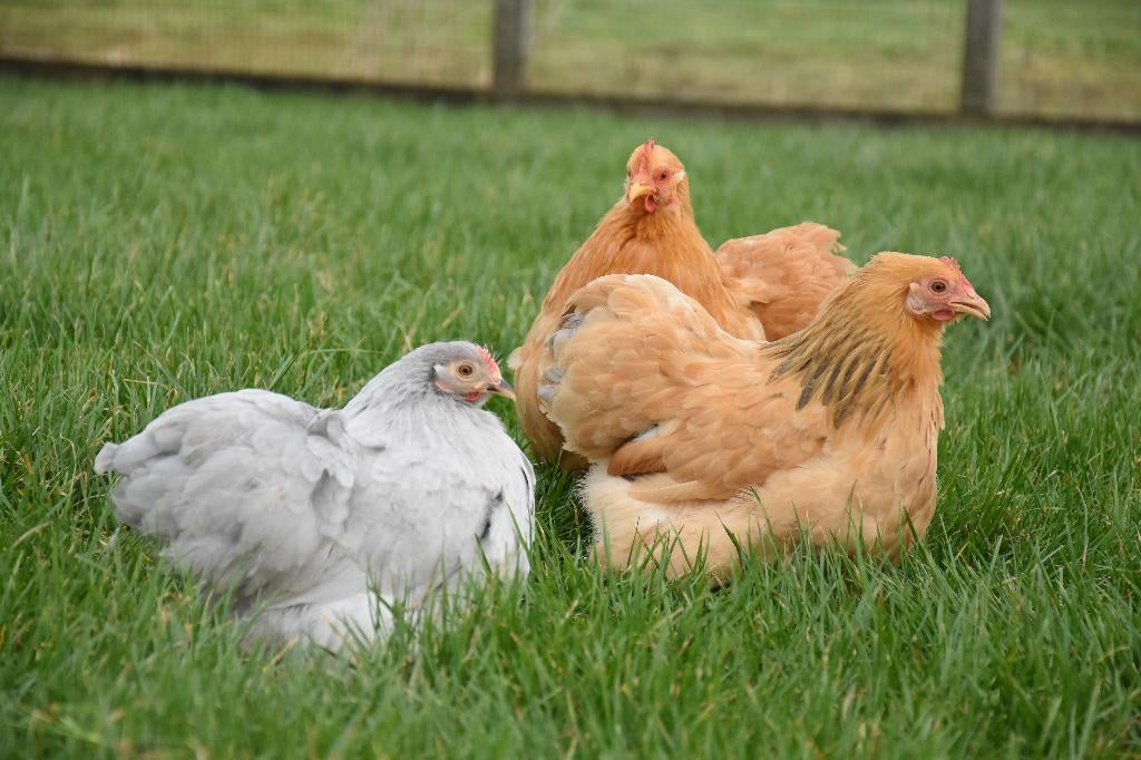 Cochin krielkippen | Vriendelijke kippen | Rustige kip, Dieren en Toebehoren, Pluimvee, Vrouwelijk, Kip