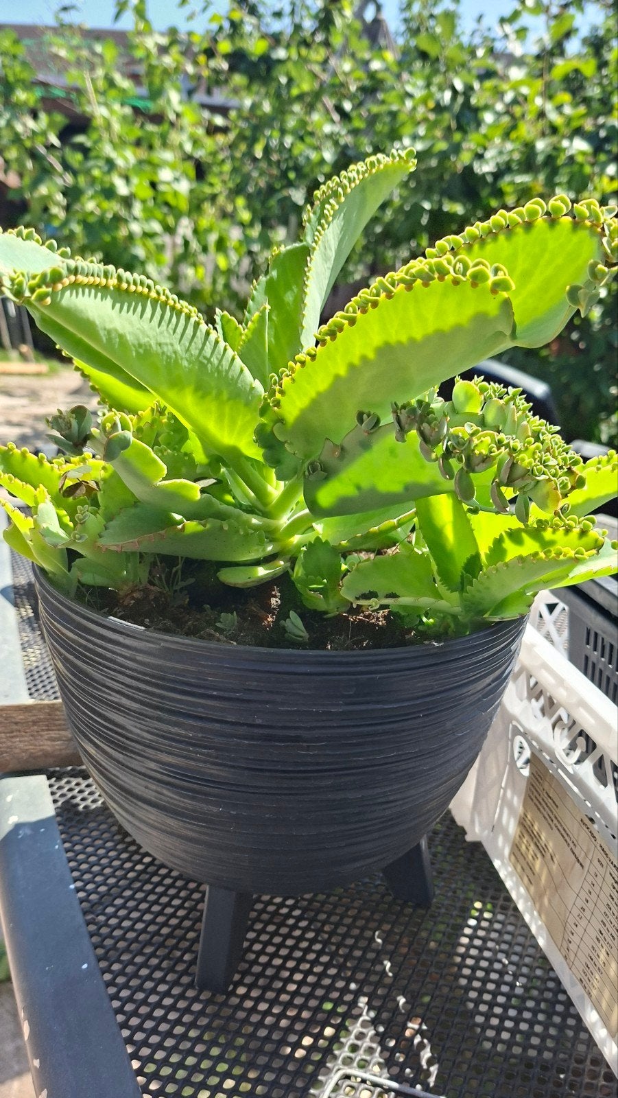 Vetplanten - Kalanchoë daigremontiana (Moeder van Duizenden), Volle zon, Vaste plant, Bloeit niet, Ophalen