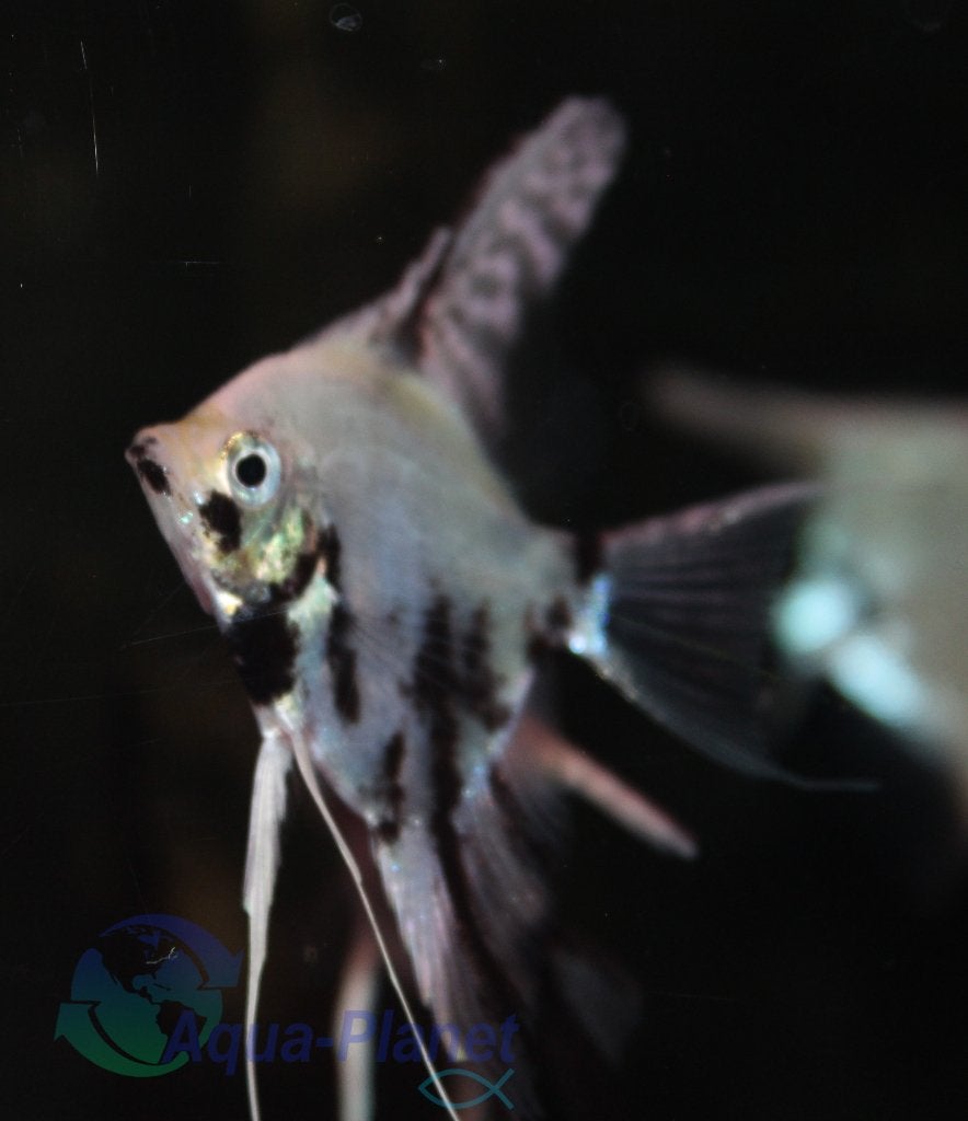 Maanvis "Koi", Vis, Zoetwatervis, Schoolvis