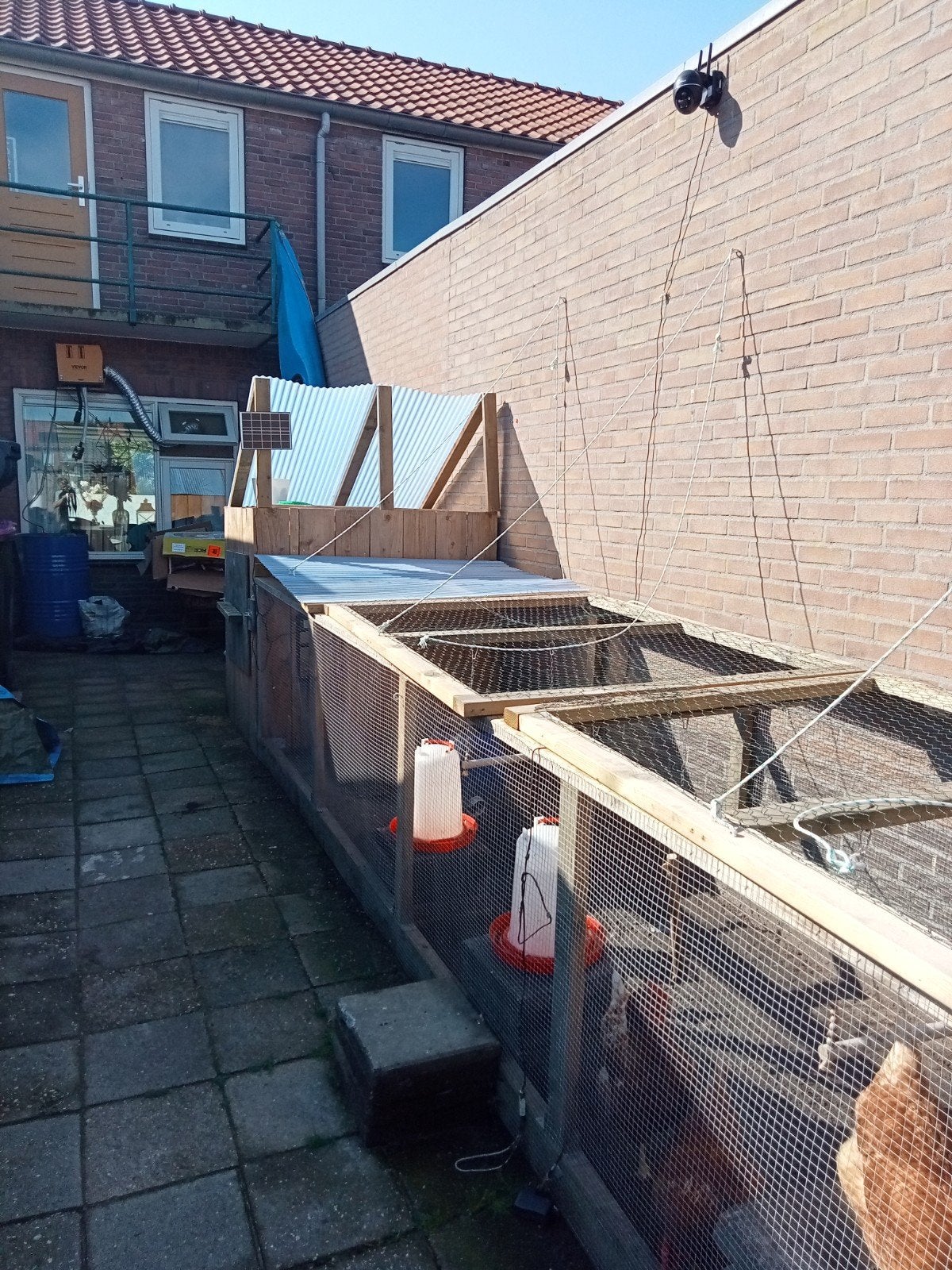 Kippen met nachthok+ren, Dieren en Toebehoren, Pluimvee, Kip, Vrouwelijk