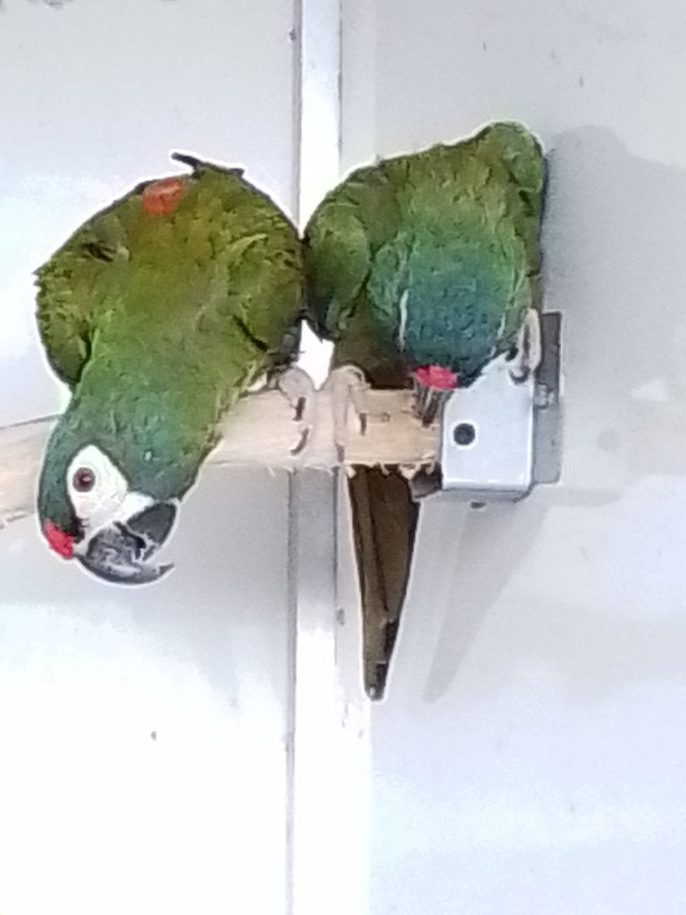 Ara maracana, Dieren en Toebehoren, Vogels | Parkieten en Papegaaien, Meerdere dieren, Papegaai, Geringd