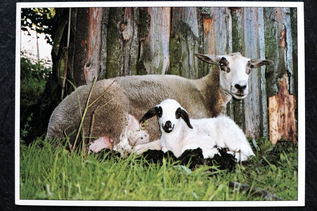 Spiegelschaap met lam, Verzenden, 1980 tot heden, Ongelopen, Overige soorten