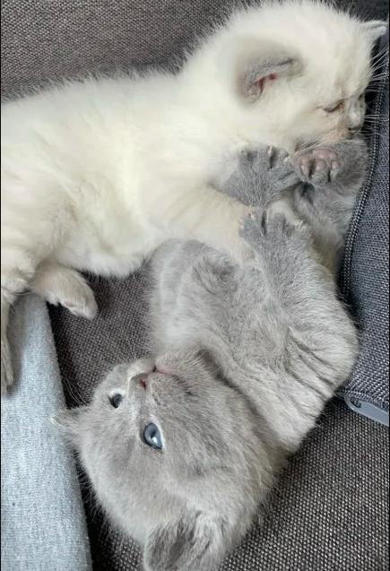 Britse Korthaar Kittens, Meerdere dieren, Ontwormd, 0 tot 2 jaar