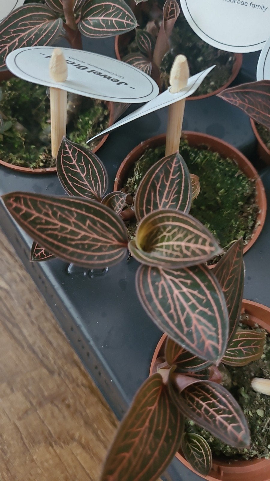 Jewel orchid, Huis en Inrichting, Kamerplanten, Ophalen of Verzenden, Halfschaduw, Minder dan 100 cm