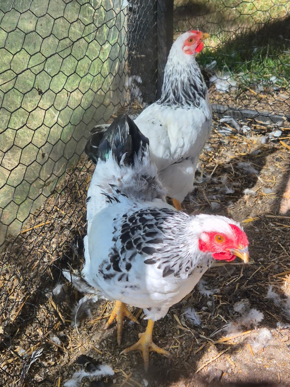 Gratis mooie jonge Wyandotte Columbia hanen, Dieren en Toebehoren, Pluimvee, Mannelijk, Kip
