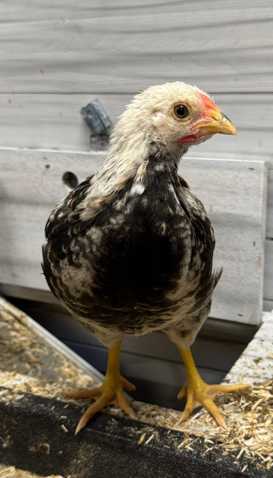 Wyandotte kriel kuikens hanen, Dieren en Toebehoren, Pluimvee, Meerdere dieren, Kip