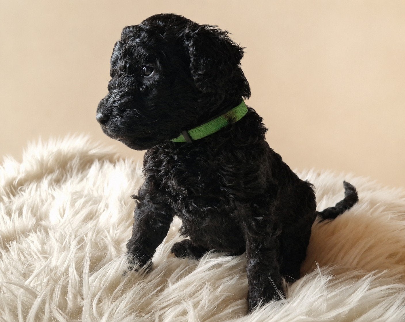 labradoodle pups, puppies update 7-8, Meerdere, Meerdere dieren, Middel, Nederland
