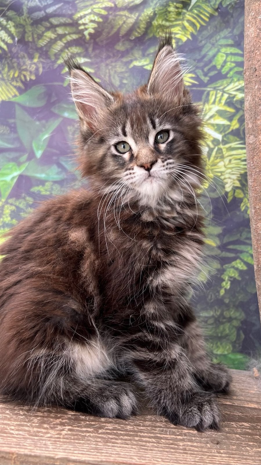 Maine coon kitten, Poes, Met stamboom, 0 tot 2 jaar