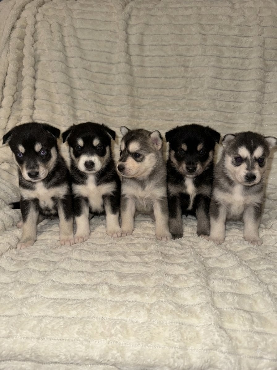 🐾 F1 Pomsky pups 🐾 4 Teefjes 1 Reu mini Husky / Pomperiaan, Overige rassen, Meerdere, Meerdere dieren, Nederland