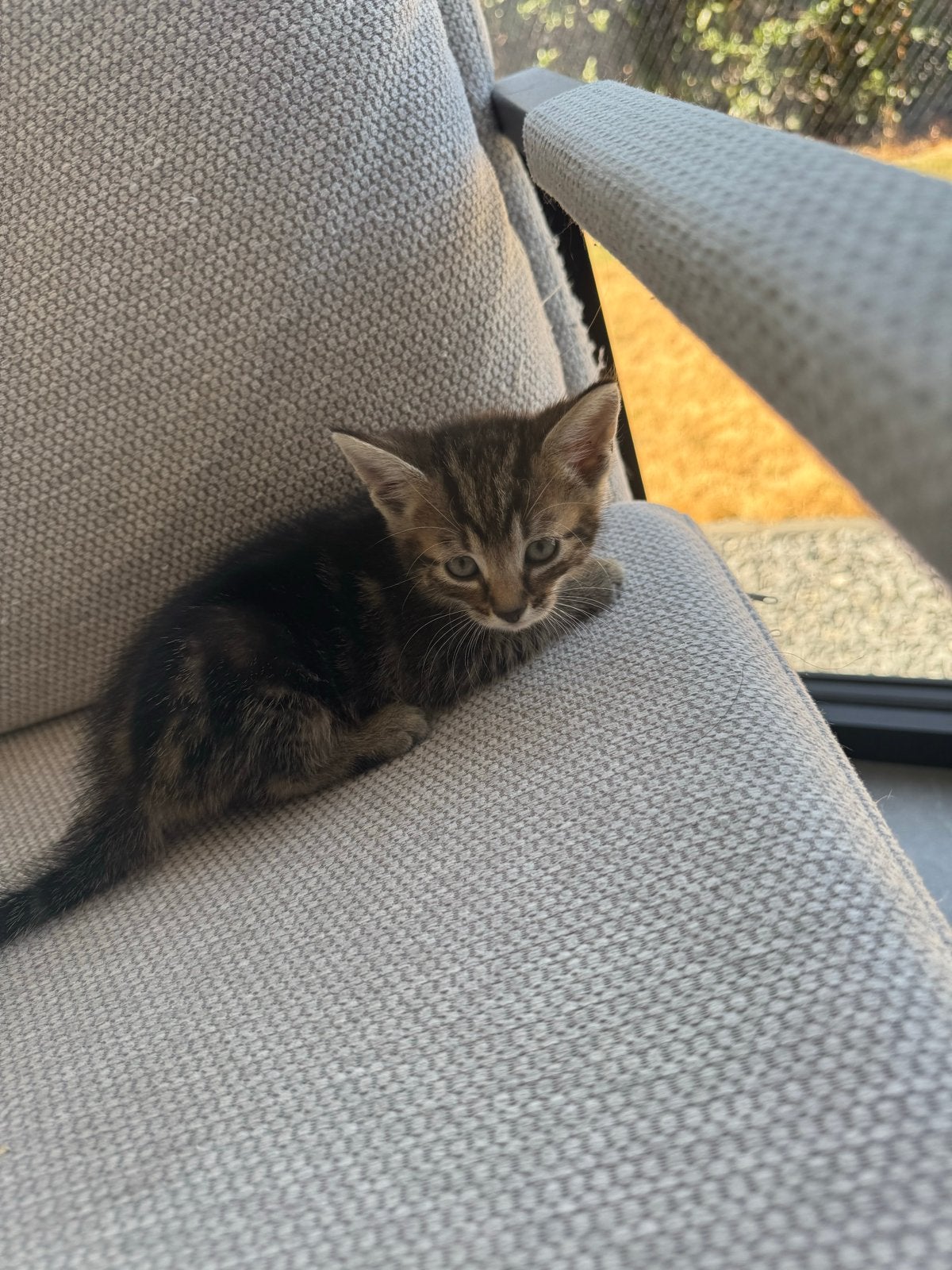 Kittens te koop!