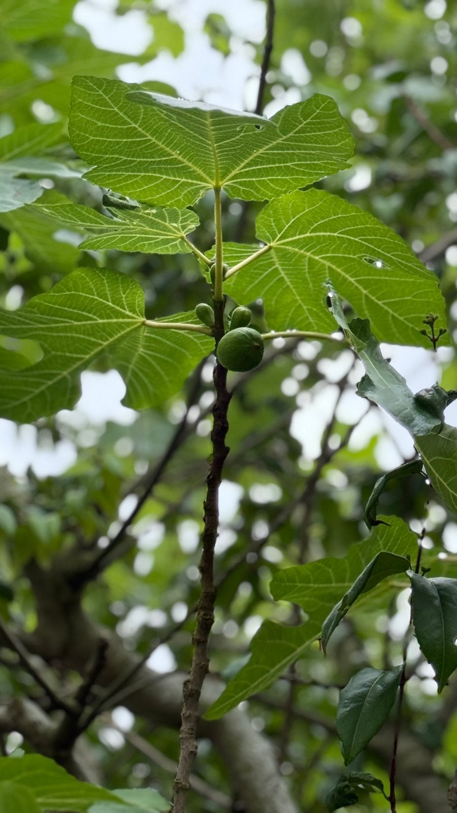 Vijgenboom, Tuin en Terras, Planten | Fruitbomen, Ophalen, 250 tot 400 cm, Vijgenboom, Zomer