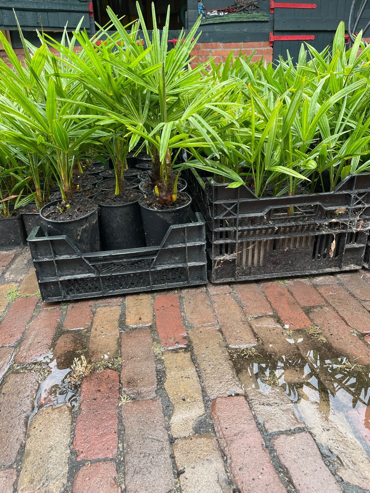 Palmboompjes Trachycarpus Fortunei - Diverse Maten goedkoop, Volle zon, Vaste plant, Bloeit niet, Ophalen