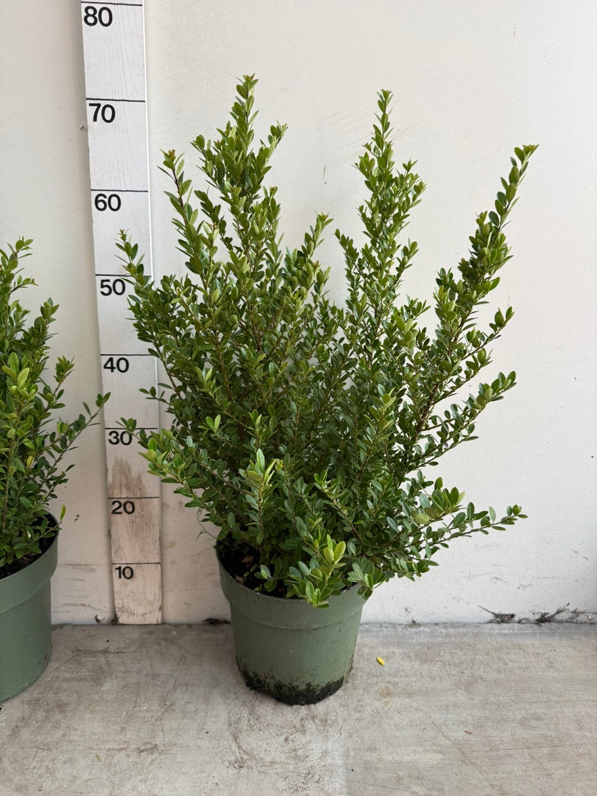 ilex crenata jenny ( japanse hulst ), Ophalen, Minder dan 100 cm