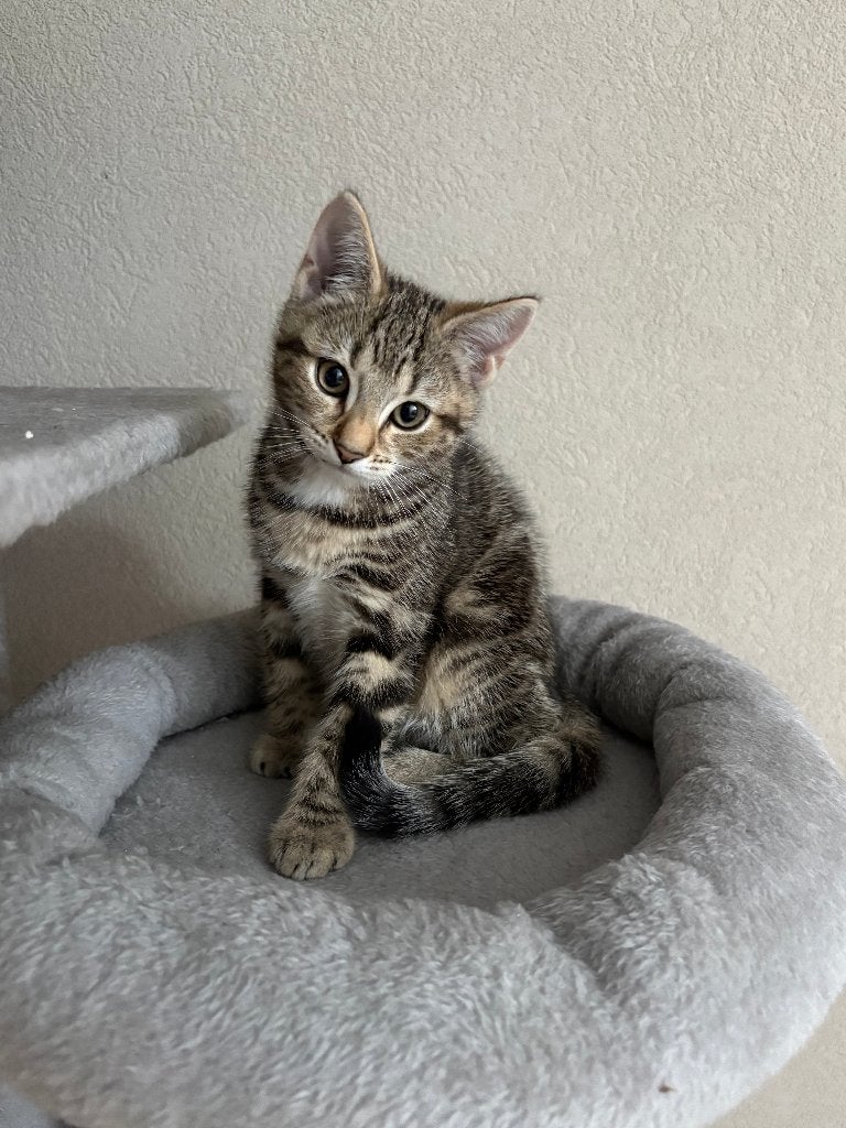 4 Prachtige tabby kittens te koop, Dieren en Toebehoren, Katten en Kittens | Overige Katten, Meerdere dieren, Kortharig, 0 tot 2 jaar