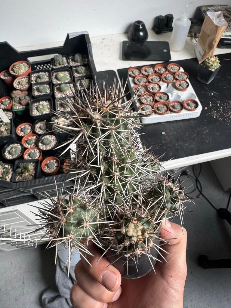 Copiapoa longistaminea - Zeldzame Chileense Cactus, Tuin en Terras, Planten | Tuinplanten, Overige soorten, Volle zon, Vaste plant