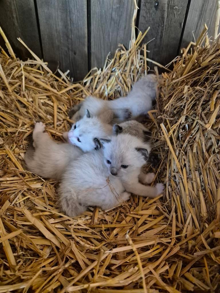Schattige witte kittens, Dieren en Toebehoren, Katten en Kittens | Overige Katten, Meerdere dieren