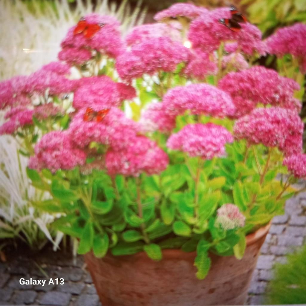 Sedum planten, Herbstfreude,  vetplanten, Overige soorten, Volle zon, Vaste plant, Ophalen of Verzenden
