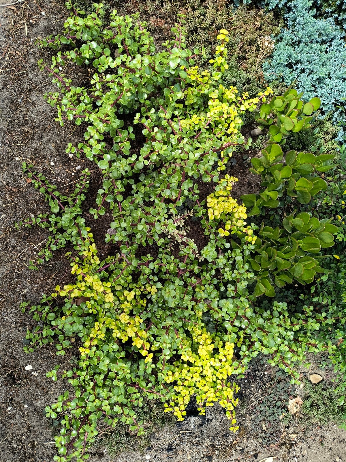 diverse Portulacaria afra/Crassula ovata, Ophalen, Overige soorten, Minder dan 100 cm