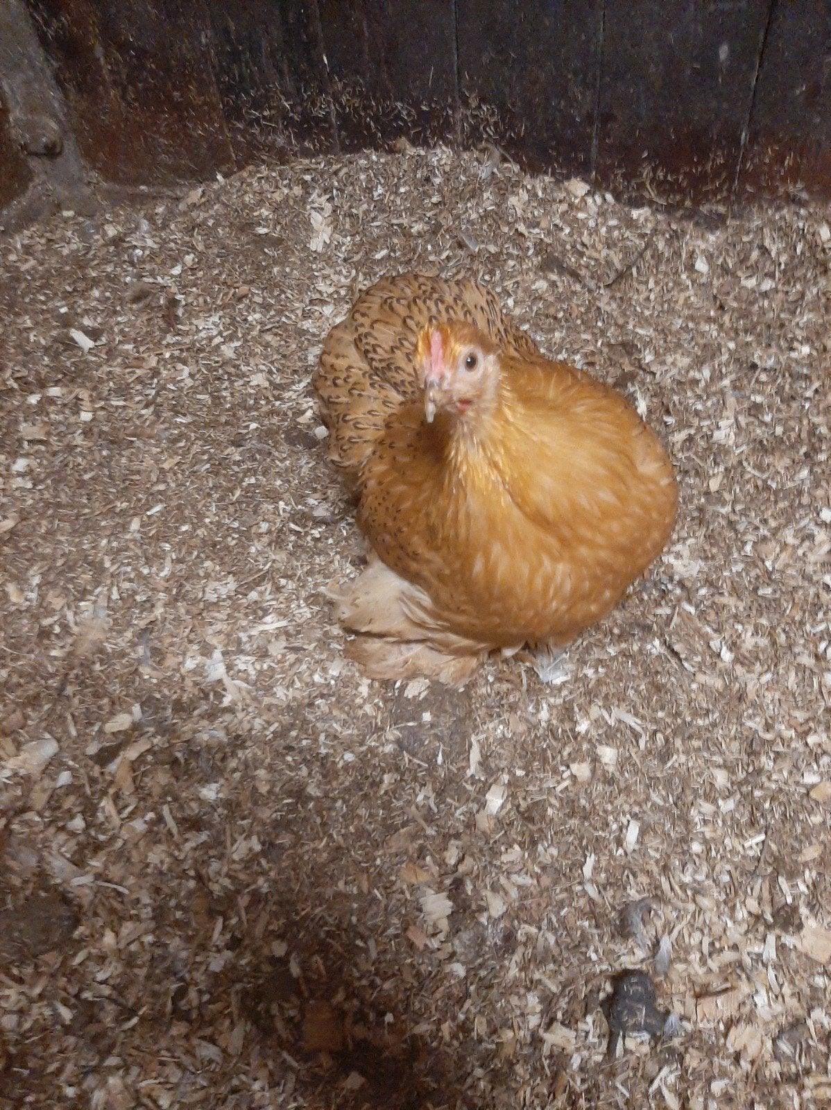 Cochin kriel hen, Dieren en Toebehoren, Pluimvee, Vrouwelijk, Kip