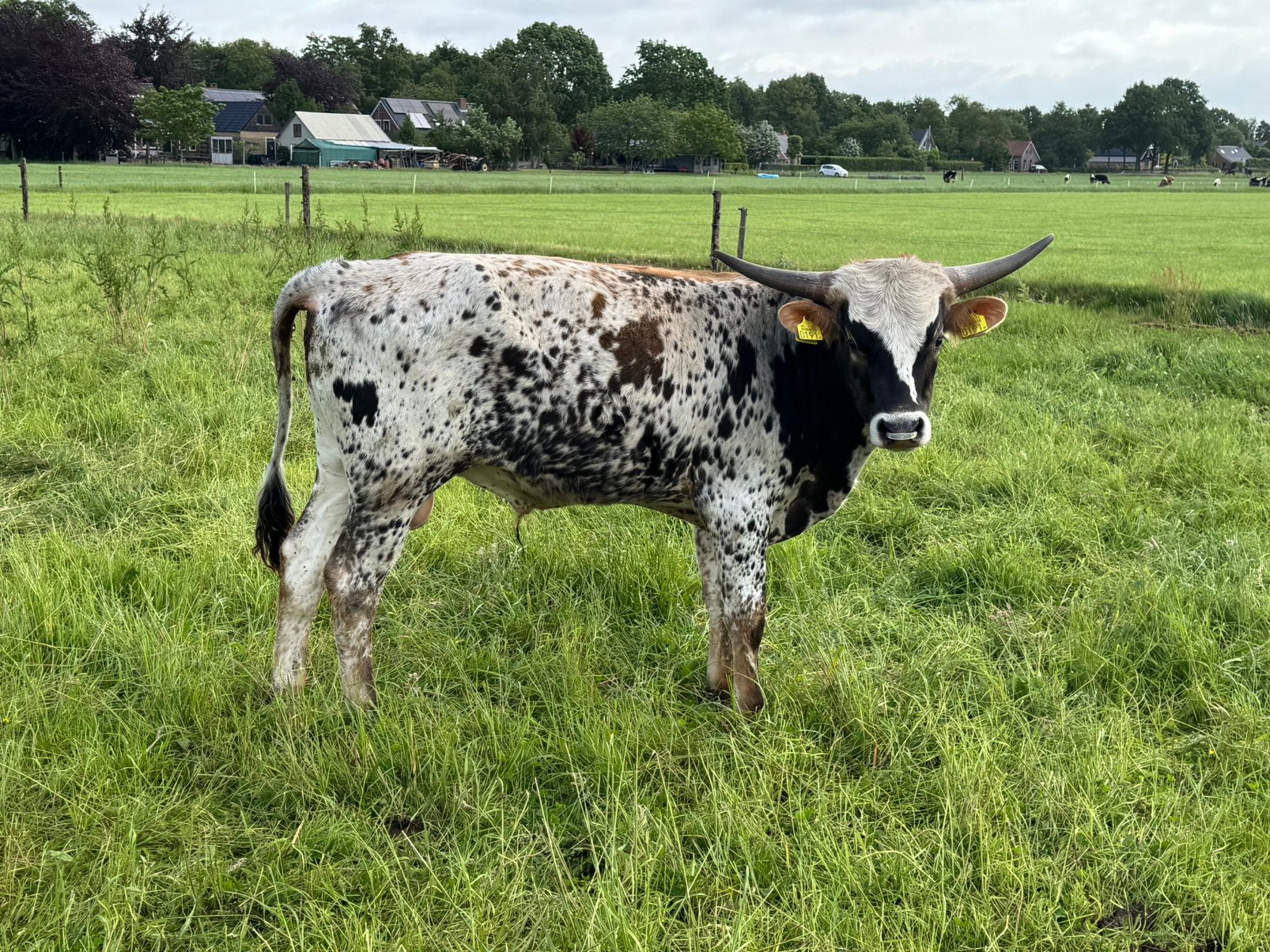 Texas longhorn stier te koop, Dieren en Toebehoren, Runderen, Mannelijk, 0 tot 2 jaar