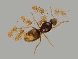 Op aanvraag: Lasius flavus 5Q + broed + w, Mieren