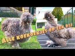 Zijdehoen kippen [ Koekoeks kleur ], Dieren en Toebehoren, Pluimvee, Vrouwelijk, Kip