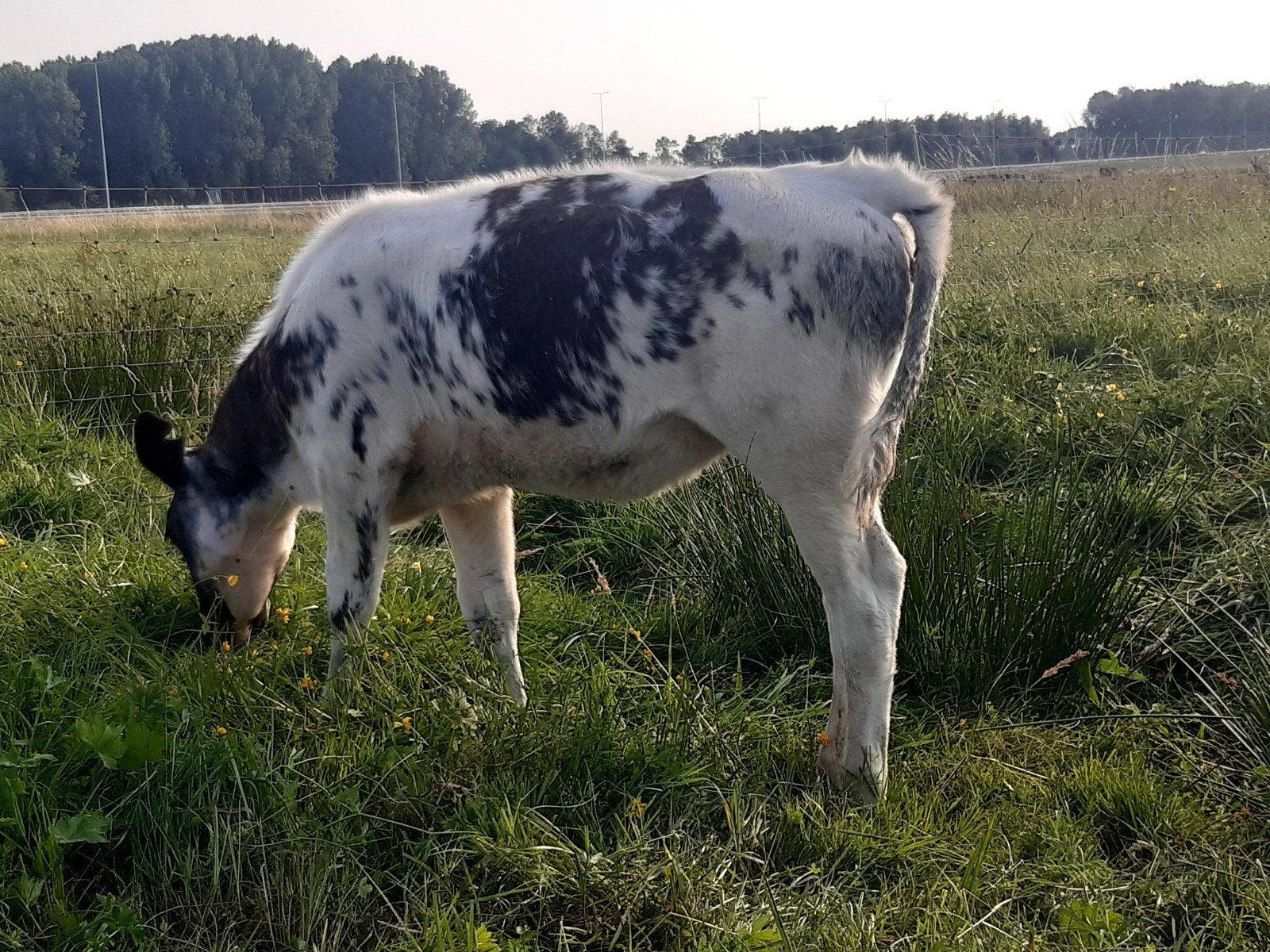 Kalveren, Dieren en Toebehoren, Vrouwelijk, 0 tot 2 jaar
