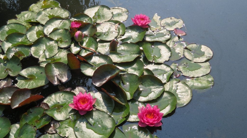 Waterlelies: Rood, Geel , Roze, Tuin en Terras, Ophalen, Nieuw