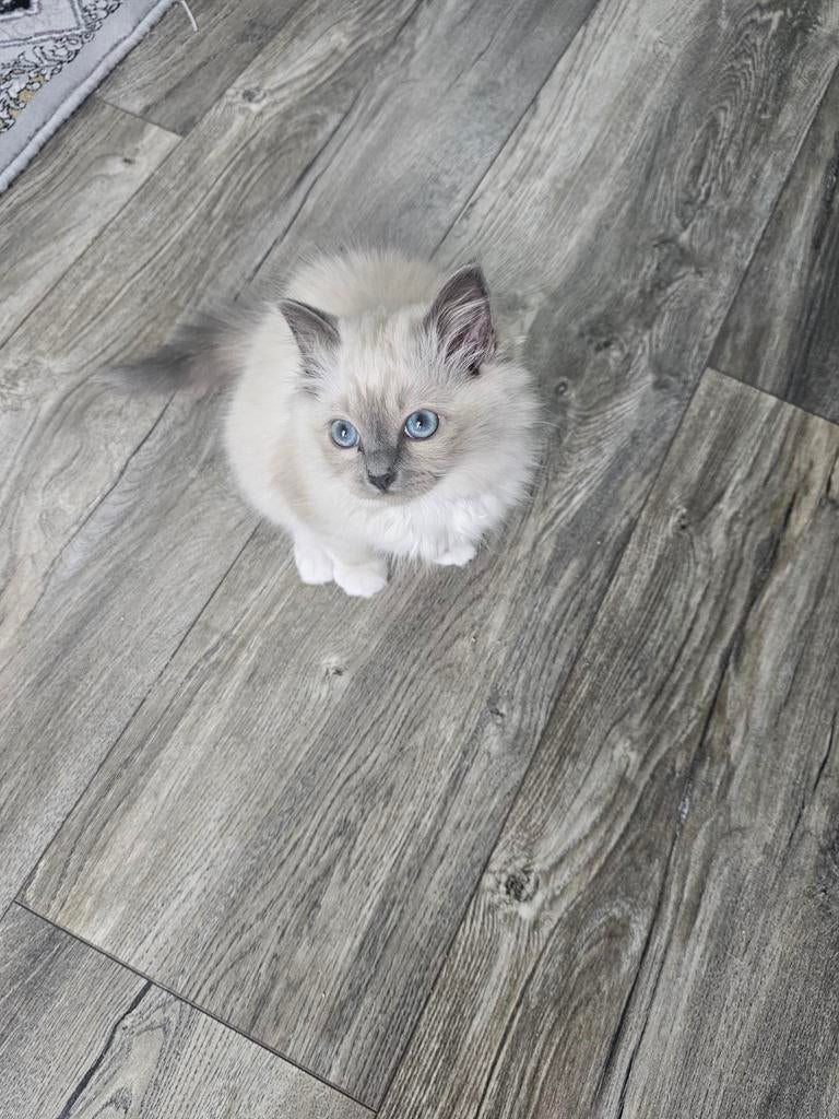 Heilige Birmaan Kitten