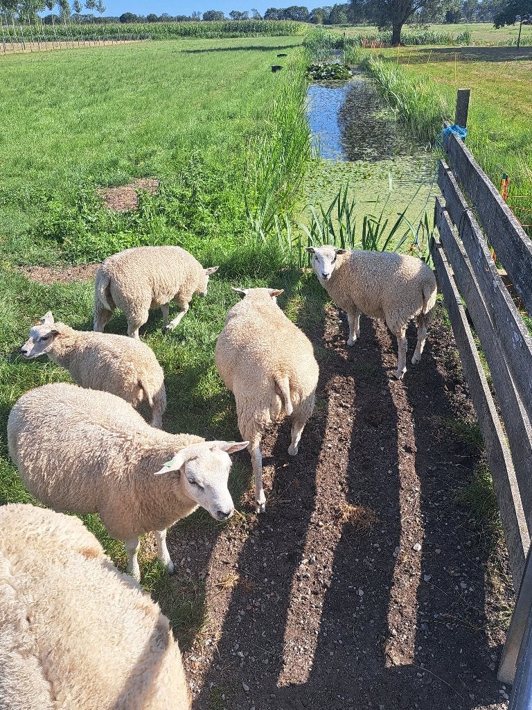 Raszuivere NoordHollander schapen, Meerdere dieren, Schaap, 0 tot 2 jaar