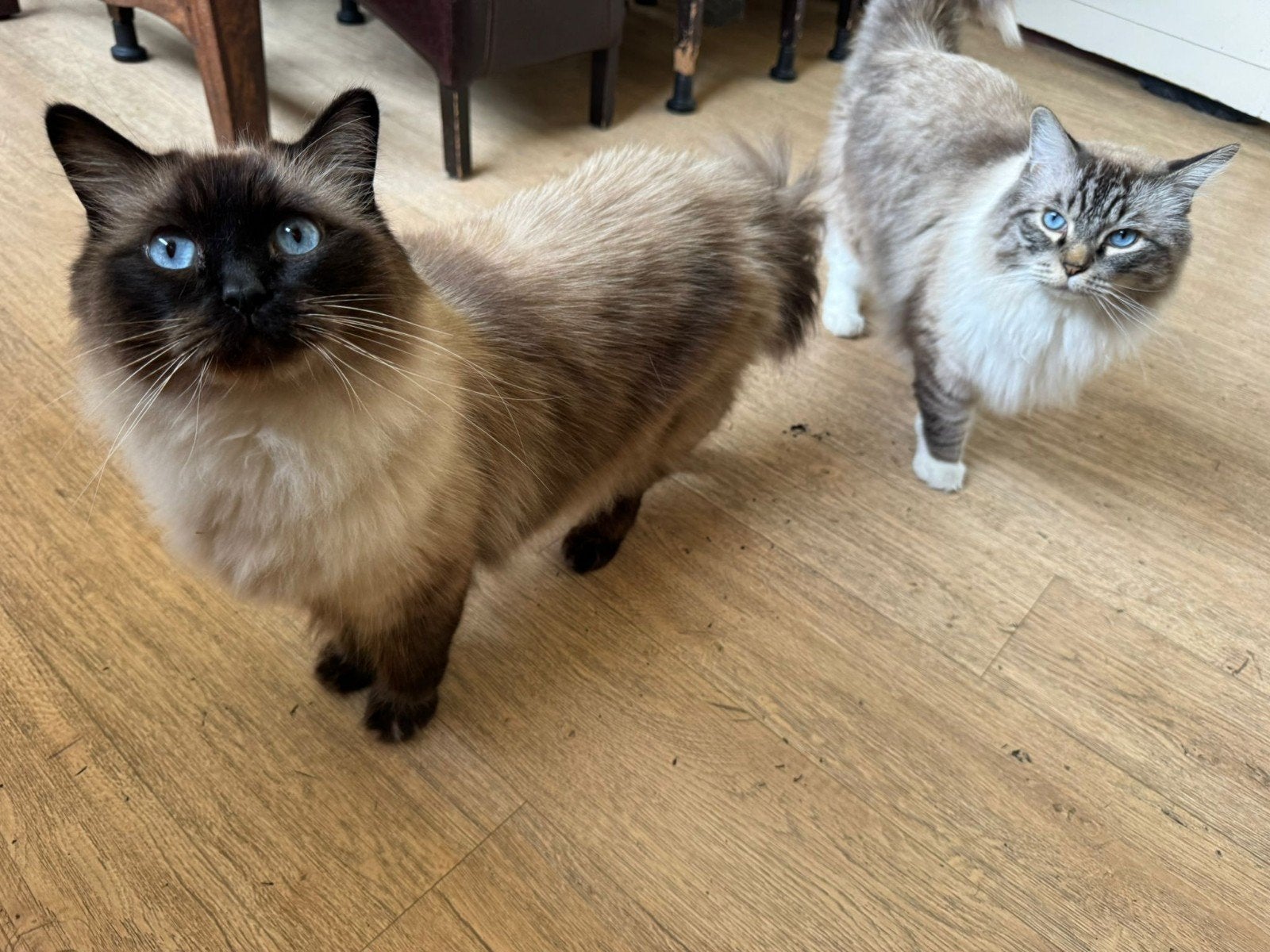 2 lieve, rustige Ragdoll katers, Kater, Met stamboom