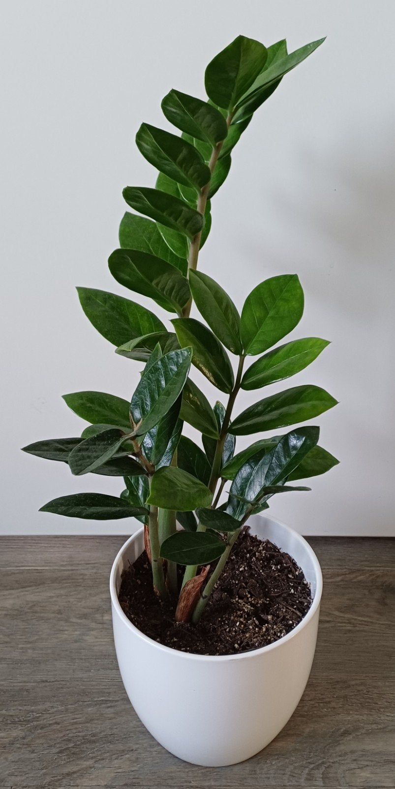 Mooie Zamioculcas kamerplant, ZZ plant, in leuke grote pot., Ophalen, Overige soorten, Halfschaduw, In pot