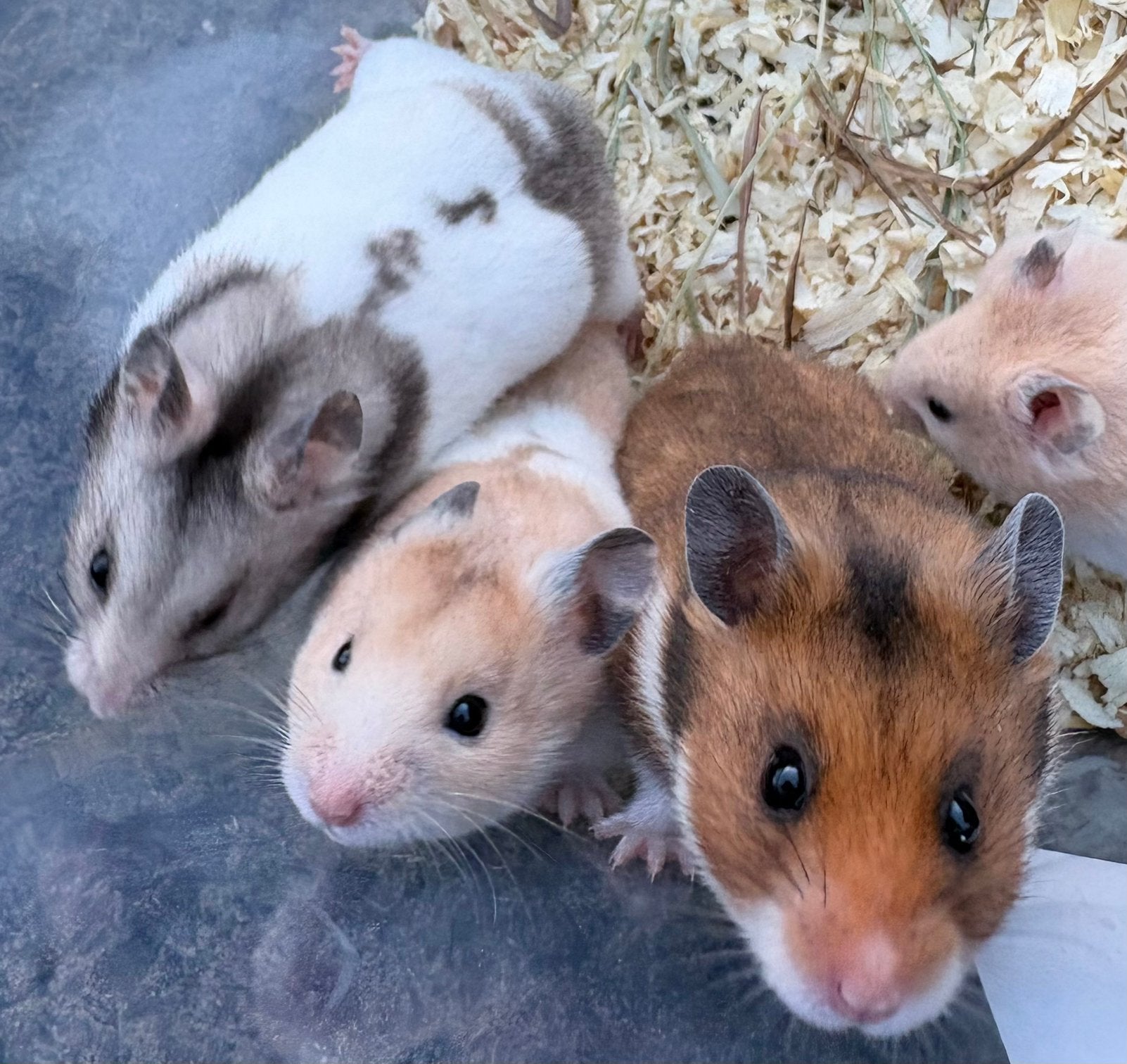 Tamme goudhamsters, Dieren en Toebehoren, Hamster, April, Meerdere dieren, Tam