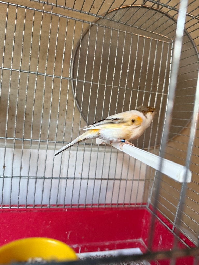 Te koop een mooie kuif Harlekijn kanarie pop, Dieren en Toebehoren, Vogels | Kanaries, Vrouwelijk, Kleurkanarie