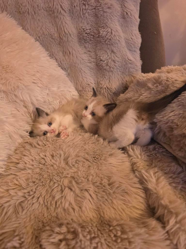 Kitten Ragdoll
