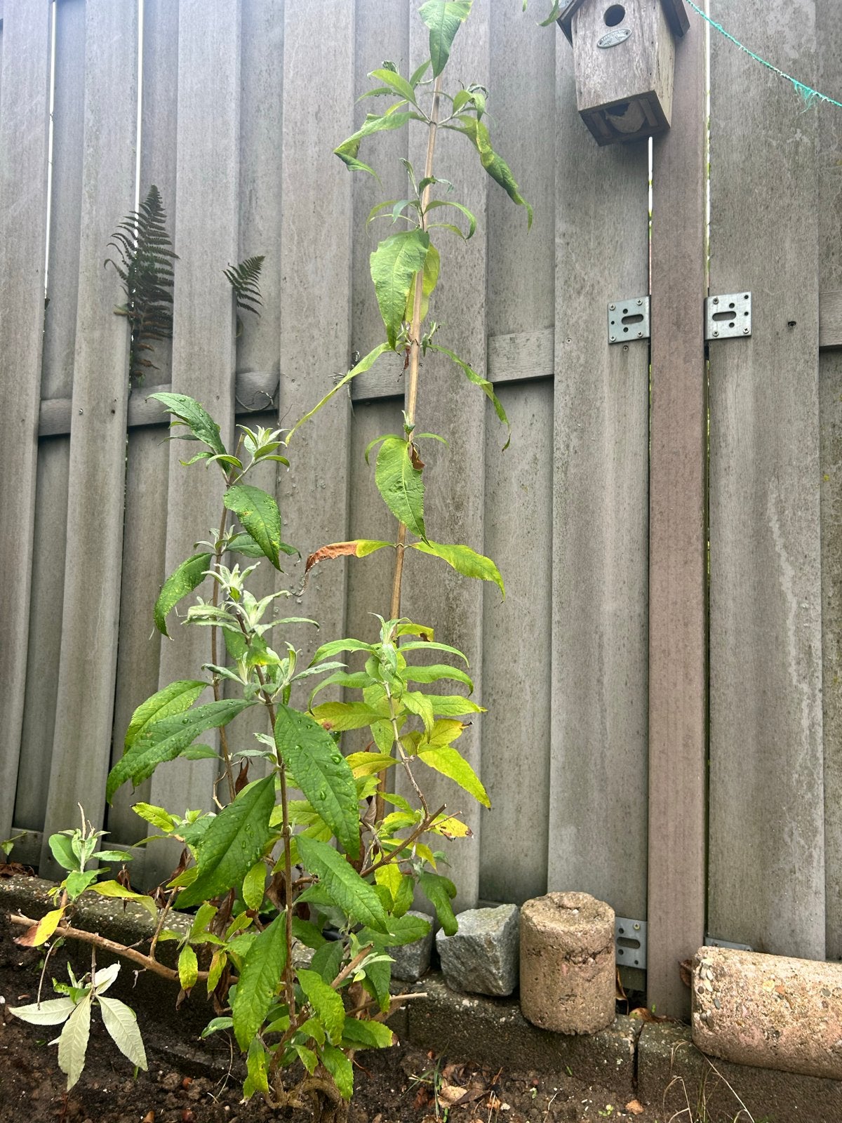 Vlinderstruik (Buddleja davidii) - Jonge plant, Volle zon, Vaste plant, Zomer, Ophalen