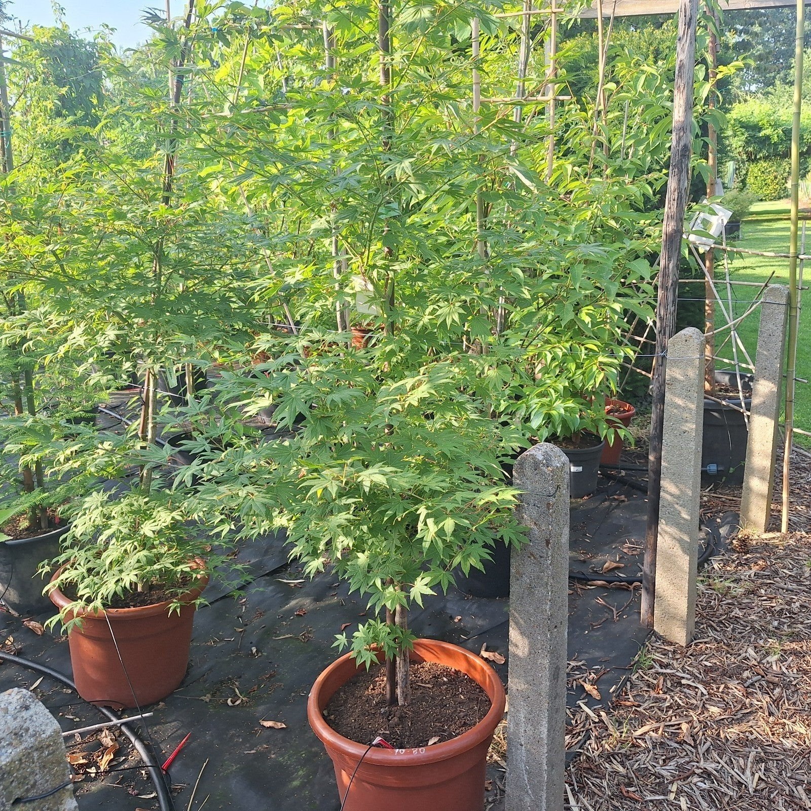 Acer Palmatum - Japanse Esdoorn (meerstammig), Tuin en Terras, Ophalen, Esdoorn, Struik, 100 tot 250 cm