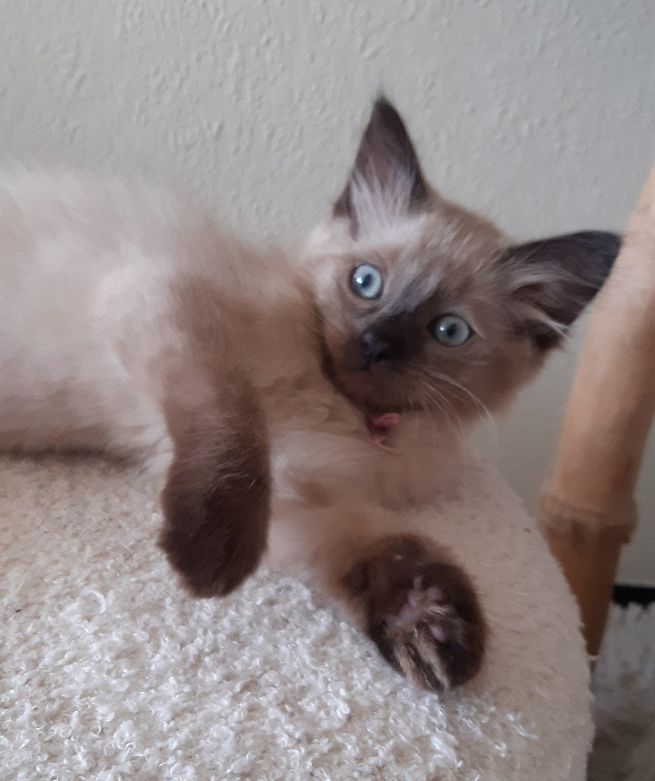 Seal mink  ragdoll kittens mogen over 5 dagen  verhuizen🥰, Meerdere dieren, Gechipt